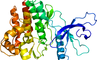 Useful Article On Why Do We Need Proteins & What Are Proteins?